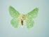  ( - BC ZSM Lep 75063)  @13 [ ] CreativeCommons - Attribution Non-Commercial Share-Alike (2013) Axel Hausmann/Bavarian State Collection of Zoology (ZSM) SNSB, Zoologische Staatssammlung Muenchen