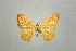  (Scopula rubellata - BC ZSM Lep 75070)  @11 [ ] CreativeCommons - Attribution Non-Commercial Share-Alike (2013) Axel Hausmann/Bavarian State Collection of Zoology (ZSM) SNSB, Zoologische Staatssammlung Muenchen
