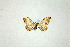  ( - BC ZSM Lep 75076)  @13 [ ] CreativeCommons - Attribution Non-Commercial Share-Alike (2013) Axel Hausmann/Bavarian State Collection of Zoology (ZSM) SNSB, Zoologische Staatssammlung Muenchen