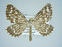  ( - BC ZSM Lep 75078)  @14 [ ] CreativeCommons - Attribution Non-Commercial Share-Alike (2013) Axel Hausmann/Bavarian State Collection of Zoology (ZSM) SNSB, Zoologische Staatssammlung Muenchen