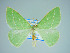  (Thetidia smaragdaria - BC ZSM Lep 75080)  @14 [ ] CreativeCommons - Attribution Non-Commercial Share-Alike (2013) Axel Hausmann/Bavarian State Collection of Zoology (ZSM) SNSB, Zoologische Staatssammlung Muenchen