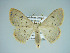 (Somatina pythiaria - BC ZSM Lep 75082)  @14 [ ] CreativeCommons - Attribution Non-Commercial Share-Alike (2013) Axel Hausmann/Bavarian State Collection of Zoology (ZSM) SNSB, Zoologische Staatssammlung Muenchen