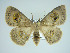  (Problepsis asira - BC ZSM Lep 75083)  @15 [ ] CreativeCommons - Attribution Non-Commercial Share-Alike (2013) Axel Hausmann/Bavarian State Collection of Zoology (ZSM) SNSB, Zoologische Staatssammlung Muenchen