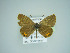  ( - BC ZSM Lep 75095)  @13 [ ] CreativeCommons - Attribution Non-Commercial Share-Alike (2013) Axel Hausmann/Bavarian State Collection of Zoology (ZSM) SNSB, Zoologische Staatssammlung Muenchen