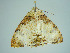  ( - BC ZSM Lep 75103)  @11 [ ] CreativeCommons - Attribution Non-Commercial Share-Alike (2013) Axel Hausmann/Bavarian State Collection of Zoology (ZSM) SNSB, Zoologische Staatssammlung Muenchen