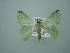  ( - BC ZSM Lep 75113)  @12 [ ] CreativeCommons - Attribution Non-Commercial Share-Alike (2013) Axel Hausmann/Bavarian State Collection of Zoology (ZSM) SNSB, Zoologische Staatssammlung Muenchen