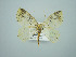  ( - BC ZSM Lep 75114)  @14 [ ] CreativeCommons - Attribution Non-Commercial Share-Alike (2013) Axel Hausmann/Bavarian State Collection of Zoology (ZSM) SNSB, Zoologische Staatssammlung Muenchen