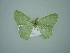  ( - BC ZSM Lep 75120)  @13 [ ] CreativeCommons - Attribution Non-Commercial Share-Alike (2013) Axel Hausmann/Bavarian State Collection of Zoology (ZSM) SNSB, Zoologische Staatssammlung Muenchen