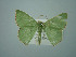  (Nemoria defectivaAH04Pe - BC ZSM Lep 75121)  @14 [ ] CreativeCommons - Attribution Non-Commercial Share-Alike (2013) Axel Hausmann/Bavarian State Collection of Zoology (ZSM) SNSB, Zoologische Staatssammlung Muenchen