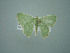  (Nemoria cosmeta - BC ZSM Lep 75127)  @13 [ ] CreativeCommons - Attribution Non-Commercial Share-Alike (2013) Axel Hausmann/Bavarian State Collection of Zoology (ZSM) SNSB, Zoologische Staatssammlung Muenchen