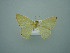  ( - BC ZSM Lep 75128)  @13 [ ] CreativeCommons - Attribution Non-Commercial Share-Alike (2013) Axel Hausmann/Bavarian State Collection of Zoology (ZSM) SNSB, Zoologische Staatssammlung Muenchen