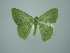  ( - BC ZSM Lep 75132)  @13 [ ] CreativeCommons - Attribution Non-Commercial Share-Alike (2013) Axel Hausmann/Bavarian State Collection of Zoology (ZSM) SNSB, Zoologische Staatssammlung Muenchen