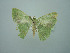  ( - BC ZSM Lep 75133)  @13 [ ] CreativeCommons - Attribution Non-Commercial Share-Alike (2013) Axel Hausmann/Bavarian State Collection of Zoology (ZSM) SNSB, Zoologische Staatssammlung Muenchen