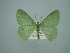  (Nemoria punctilineaAH01Br - BC ZSM Lep 75147)  @14 [ ] CreativeCommons - Attribution Non-Commercial Share-Alike (2013) Axel Hausmann/Bavarian State Collection of Zoology (ZSM) SNSB, Zoologische Staatssammlung Muenchen