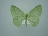  ( - BC ZSM Lep 75148)  @13 [ ] CreativeCommons - Attribution Non-Commercial Share-Alike (2013) Axel Hausmann/Bavarian State Collection of Zoology (ZSM) SNSB, Zoologische Staatssammlung Muenchen