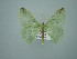  (Nemoria erinaAH01Br - BC ZSM Lep 75149)  @13 [ ] CreativeCommons - Attribution Non-Commercial Share-Alike (2013) Axel Hausmann/Bavarian State Collection of Zoology (ZSM) SNSB, Zoologische Staatssammlung Muenchen