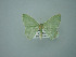  ( - BC ZSM Lep 75151)  @13 [ ] CreativeCommons - Attribution Non-Commercial Share-Alike (2013) Axel Hausmann/Bavarian State Collection of Zoology (ZSM) SNSB, Zoologische Staatssammlung Muenchen