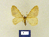  ( - BMB Lep 00223)  @11 [ ] Copyright (2011) Axel Hausmann/Bavarian State Collection of Zoology (ZSM) SNSB, Zoologische Staatssammlung Muenchen