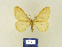  ( - BMB Lep 00224)  @11 [ ] Copyright (2011) Axel Hausmann/Bavarian State Collection of Zoology (ZSM) SNSB, Zoologische Staatssammlung Muenchen