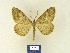  ( - BMB Lep 00272)  @11 [ ] Copyright (2011) Axel Hausmann/Bavarian State Collection of Zoology (ZSM) SNSB, Zoologische Staatssammlung Muenchen