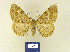  ( - BMB Lep 00273)  @11 [ ] Copyright (2011) Axel Hausmann/Bavarian State Collection of Zoology (ZSM) SNSB, Zoologische Staatssammlung Muenchen