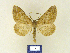  ( - BMB Lep 00274)  @11 [ ] Copyright (2011) Axel Hausmann/Bavarian State Collection of Zoology (ZSM) SNSB, Zoologische Staatssammlung Muenchen