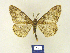  (Alcis BMSi1 - BMB Lep 00276)  @15 [ ] Copyright (2011) Axel Hausmann/Bavarian State Collection of Zoology (ZSM) SNSB, Zoologische Staatssammlung Muenchen