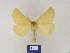  ( - BMB Lep 00301)  @13 [ ] Copyright (2011) Axel Hausmann/Bavarian State Collection of Zoology (ZSM) SNSB, Zoologische Staatssammlung Muenchen