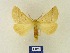  ( - BMB Lep 00305)  @14 [ ] Copyright (2011) Axel Hausmann/Bavarian State Collection of Zoology (ZSM) SNSB, Zoologische Staatssammlung Muenchen