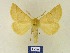  ( - BMB Lep 00308)  @14 [ ] Copyright (2011) Axel Hausmann/Bavarian State Collection of Zoology (ZSM) SNSB, Zoologische Staatssammlung Muenchen