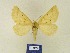  ( - BMB Lep 00309)  @12 [ ] Copyright (2011) Axel Hausmann/Bavarian State Collection of Zoology (ZSM) SNSB, Zoologische Staatssammlung Muenchen