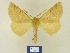  ( - BMB Lep 00312)  @14 [ ] Copyright (2011) Axel Hausmann/Bavarian State Collection of Zoology (ZSM) SNSB, Zoologische Staatssammlung Muenchen
