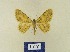  ( - BMB Lep 00343)  @11 [ ] Copyright (2011) Axel Hausmann/Bavarian State Collection of Zoology (ZSM) SNSB, Zoologische Staatssammlung Muenchen