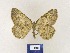 ( - BMB Lep 00349)  @11 [ ] Copyright (2011) Axel Hausmann/Bavarian State Collection of Zoology (ZSM) SNSB, Zoologische Staatssammlung Muenchen