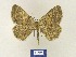  ( - BMB Lep 00350)  @11 [ ] Copyright (2011) Axel Hausmann/Bavarian State Collection of Zoology (ZSM) SNSB, Zoologische Staatssammlung Muenchen