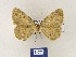  ( - BMB Lep 00357)  @11 [ ] Copyright (2011) Axel Hausmann/Bavarian State Collection of Zoology (ZSM) SNSB, Zoologische Staatssammlung Muenchen