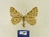  ( - BMB Lep 00359)  @11 [ ] Copyright (2011) Axel Hausmann/Bavarian State Collection of Zoology (ZSM) SNSB, Zoologische Staatssammlung Muenchen