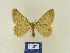  ( - BMB Lep 00360)  @11 [ ] Copyright (2011) Axel Hausmann/Bavarian State Collection of Zoology (ZSM) SNSB, Zoologische Staatssammlung Muenchen