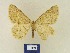  ( - BMB Lep 00363)  @11 [ ] Copyright (2011) Axel Hausmann/Bavarian State Collection of Zoology (ZSM) SNSB, Zoologische Staatssammlung Muenchen