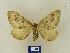  ( - BMB Lep 00379)  @13 [ ] Copyright (2011) Axel Hausmann/Bavarian State Collection of Zoology (ZSM) SNSB, Zoologische Staatssammlung Muenchen