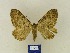  ( - BMB Lep 00380)  @12 [ ] Copyright (2011) Axel Hausmann/Bavarian State Collection of Zoology (ZSM) SNSB, Zoologische Staatssammlung Muenchen