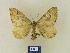  ( - BMB Lep 00381)  @12 [ ] Copyright (2011) Axel Hausmann/Bavarian State Collection of Zoology (ZSM) SNSB, Zoologische Staatssammlung Muenchen