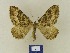  ( - BMB Lep 00383)  @13 [ ] Copyright (2011) Axel Hausmann/Bavarian State Collection of Zoology (ZSM) SNSB, Zoologische Staatssammlung Muenchen