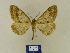  ( - BMB Lep 00388)  @11 [ ] Copyright (2011) Axel Hausmann/Bavarian State Collection of Zoology (ZSM) SNSB, Zoologische Staatssammlung Muenchen