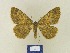  ( - BMB Lep 00390)  @11 [ ] Copyright (2011) Axel Hausmann/Bavarian State Collection of Zoology (ZSM) SNSB, Zoologische Staatssammlung Muenchen