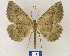  ( - BMB Lep 00401)  @13 [ ] Copyright (2011) Axel Hausmann/Bavarian State Collection of Zoology (ZSM) SNSB, Zoologische Staatssammlung Muenchen