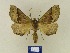  ( - BMB Lep 00430)  @13 [ ] Copyright (2011) Axel Hausmann/Bavarian State Collection of Zoology (ZSM) SNSB, Zoologische Staatssammlung Muenchen