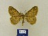  ( - BMB Lep 00447)  @13 [ ] Copyright (2011) Axel Hausmann/Bavarian State Collection of Zoology (ZSM) SNSB, Zoologische Staatssammlung Muenchen