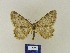  ( - BMB Lep 00450)  @11 [ ] Copyright (2011) Axel Hausmann/Bavarian State Collection of Zoology (ZSM) SNSB, Zoologische Staatssammlung Muenchen