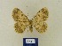  ( - BMB Lep 00461)  @11 [ ] Copyright (2011) Axel Hausmann/Bavarian State Collection of Zoology (ZSM) SNSB, Zoologische Staatssammlung Muenchen